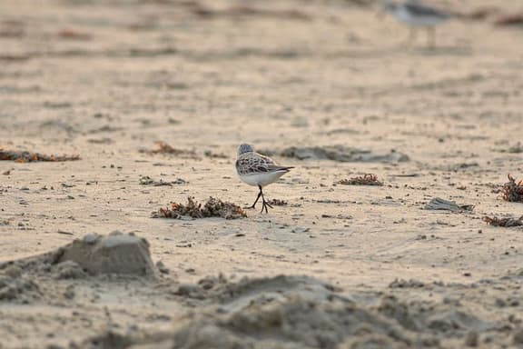 Curious Seagull - Image 1